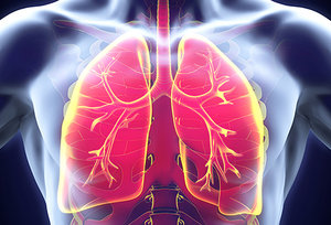 lungs - Copyright – Stock Photo / Register Mark