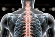 Don't Put Your Spine at Risk - Copyright – Stock Photo / Register Mark