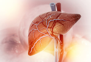 liver - Copyright – Stock Photo / Register Mark